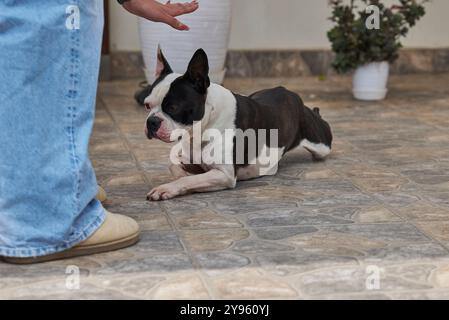 Bostoner Terrier-Haustier in Gehorsam, auf Befehl, in der Hocke zu laufen, gegeben vom Trainer Stockfoto