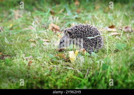 Junger Igel im Gras, der im Herbst in einem naturnahen Garten nach Nahrung sucht, muss er wachsen und genügend Fettreserven für den Winterschlaf essen Stockfoto