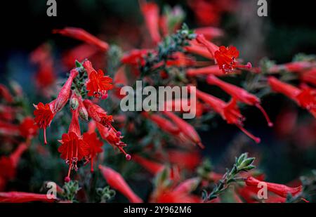 Placentia, Kalifornien, USA. Oktober 2024. Die kalifornische Fuchsia blüht an einem warmen Herbstmorgen in voller Fülle. Der Garten photographerÃs zeigt helle Farben und ist Anfang Oktober voller Leben. Im Orange County, Kalifornien, gibt es im Herbst Vorstadtgärten mit warmen Temperaturen und kühlen Nächten. (Kreditbild: © Bruce Chambers/ZUMA Press Wire) NUR REDAKTIONELLE VERWENDUNG! Nicht für kommerzielle ZWECKE! Stockfoto