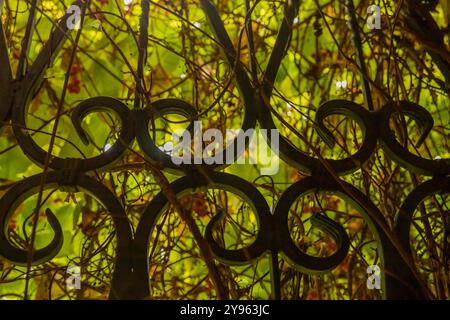 Auf dem Hof befindet sich ein Metallgitter, das von einem Schmied auf Bestellung hergestellt wurde. Er dient hier als Spalier für Kletterrosen. Kammergarten hinter der Mauer Stockfoto