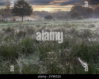 Wiese mit Spinnennetzen im Morgentau bei Sonnenaufgang, Nordrhein-Westfalen, Deutschland, Europa Stockfoto