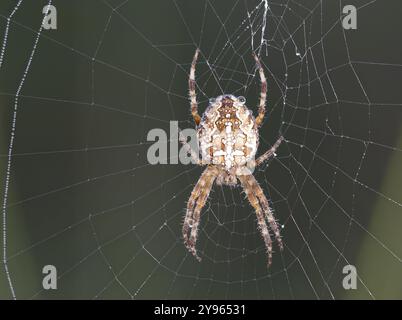 Gartenkreuzspinne (Araneus diadematus) sitzt im Spinnennest und ist noch feucht mit den letzten Tau-Tropfen, Nordrhein-Westfalen, Deutschland, Europ Stockfoto