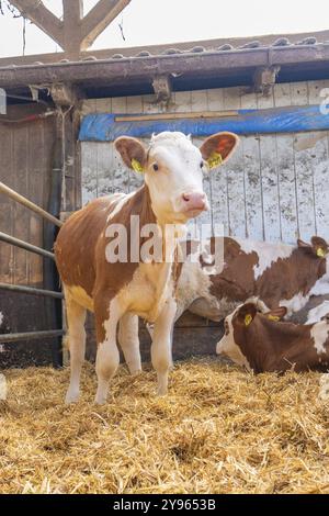 Ein Kalb steht in einer Stall voller Stroh neben anderen Rastrindern auf einem Bauernhof, Haselstaller Hof, Gechingen, Schwarzwald, Deutschland, Europa Stockfoto