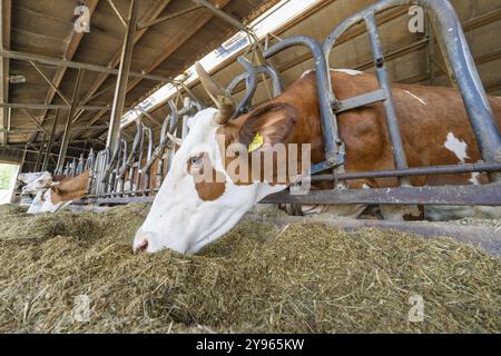 Eine Kuh isst Heu aus einem Metalltrog in der Scheune. Andere Kühe im Hintergrund essen auch, Haselstaller Hof, Gechingen, Schwarzwald, Deutschland, Europa Stockfoto