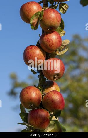 Reife, rote Äpfel hängen an einem Apfelbaum in der Sonne, Deutschland, Europa Stockfoto