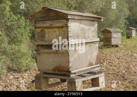 Nahaufnahme eines verwitterten Holzbienenstocks auf einem grasbewachsenen Feld, Bienenstock auf dem Land, Imkerei, Naturkonzept auf mallorca, spanien balearen Inseln Stockfoto