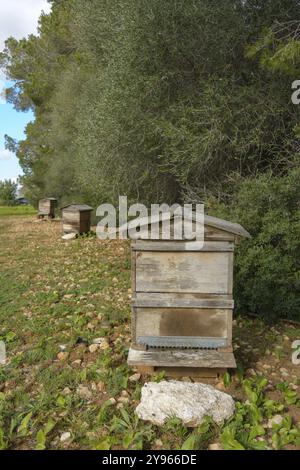 Ein einziger Bienenkorb in einer natürlichen Umgebung mit umliegenden Bäumen, Bienenstock auf dem Land, Bienenzucht, Naturkonzept auf mallorca, spanien balearen isla Stockfoto