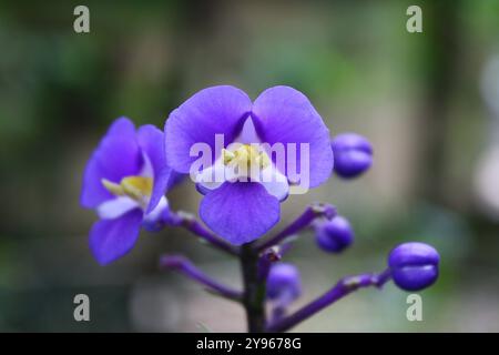 Detail der Blüten der Art Dichorisandra thyrsiflora. Stockfoto