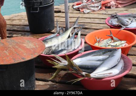 Santa Maria Jetty, Sal, Kap Verde, Afrika: Frischer Fisch (Thunnus albacares (Gelbflossenthun), Triggerfisch (peixe porco), andere), zubereitet zum Verkauf im Stockfoto