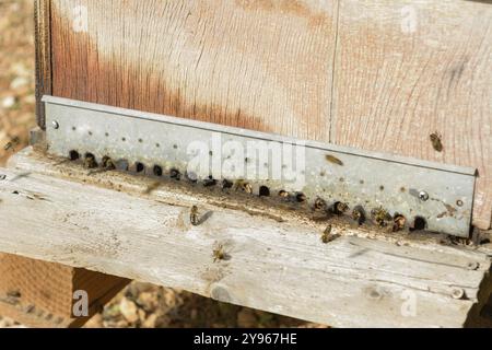 Nahaufnahme von Bienen, die einen Bienenstock betreten, mit Schwerpunkt auf dem Holzeingang, Bienenstock auf dem Land, Bienenzucht, Naturkonzept auf mallorca, spanien balea Stockfoto