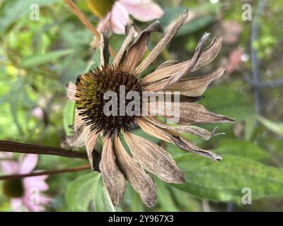Coneflower (Echinacea), verwelkt Stockfoto