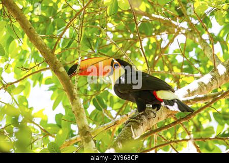 Riesentukan (Ramphastos toco) Pantanal Brasilien Stockfoto