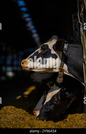 Ökologischer Landbau. Milchfarm. Agrarindustrie. Kuhkalb im Futterplatz. Kühe schauen über den Zaun in der Scheune. Holsteinkühe in der Scheune Stockfoto