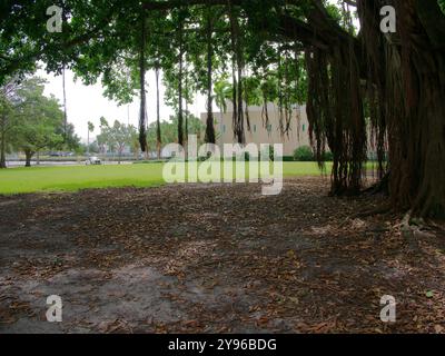 Großer Banyan-Baum mit breiter Aussicht am frühen Morgen Sonnenschein und Schatten im North Straub Park St. Petersburg, FL. Brauner Rumpf und Wurzeln, die nach unten hängen Stockfoto