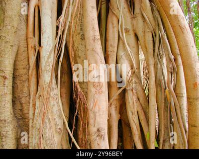 Großer Banyan-Baum mit breiter Aussicht am frühen Morgen Sonnenschein und Schatten im North Straub Park St. Petersburg, FL. Brauner Rumpf und Wurzeln, die nach unten hängen Stockfoto