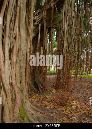 Großer Banyan-Baum mit breiter Aussicht am frühen Morgen Sonnenschein und Schatten im North Straub Park St. Petersburg, FL. Brauner Rumpf und Wurzeln, die nach unten hängen Stockfoto