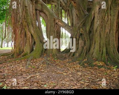 Großer Banyan-Baum mit breiter Aussicht am frühen Morgen Sonnenschein und Schatten im North Straub Park St. Petersburg, FL. Brauner Rumpf und Wurzeln, die nach unten hängen Stockfoto