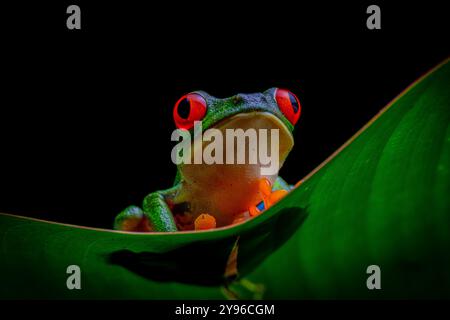 Rotaugenfrosch (Agalychnis callidryas) aus Costa Rica Stockfoto