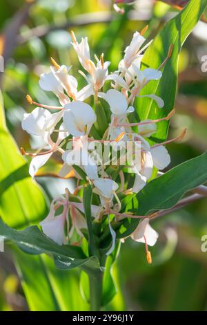 Hedychium coronarium, oder Butterfly Ingwer, wächst in einem subtropischen Sommergarten. Stockfoto