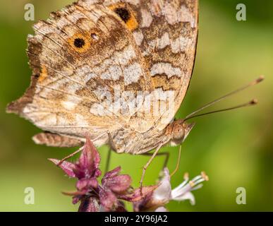 Lemon Pansy Butterfly Stock Photo