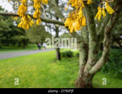 Schöne Kowhai-Blüten in Blüte. Nicht erkennbare Leute, die im Park spazieren gehen. Auckland. Stockfoto