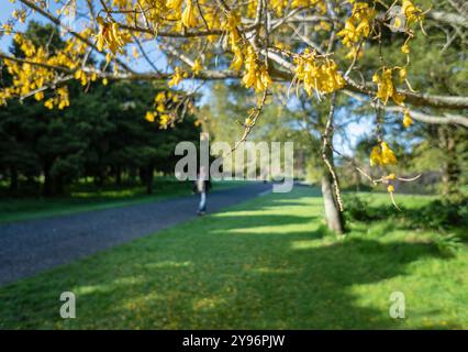 Schöne Kowhai-Blüten in Blüte. Touristen, die im Park spazieren gehen. Auckland. Stockfoto