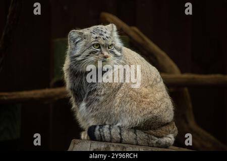 Pallas-Katze (Otocolobus manul). Manul lebt in den Graslandschaften und Bergsteppen Zentralasiens. Porträt einer niedlichen, felligen Erwachsenen-Manul Stockfoto