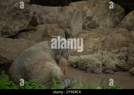 Pallas-Katze (Otocolobus manul). Manul lebt in den Graslandschaften und Bergsteppen Zentralasiens. Porträt einer niedlichen, felligen Erwachsenen-Manul Stockfoto