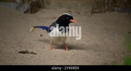 Eine attraktive Blaue Elster (Urocissa erythroryncha) Stockfoto