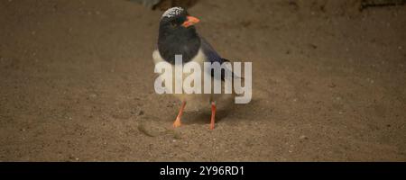 Eine attraktive Blaue Elster (Urocissa erythroryncha) Stockfoto