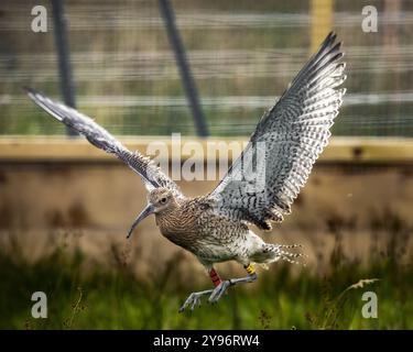 Aktenfoto vom 09/20 eines jungen Curlew (numenius arquata) im Flug, nachdem er in die Wildnis um Lough Neagh in Nordirland entlassen wurde. Eine "unglaubliche Verbesserung" der Brachbuchzahlen in Nordirland wird gefeiert, wie die RSPB NI sagte, dass die Bemühungen von engagierten Mitarbeitern und lokalen Landwirten, die im Rahmen des Curlew LIFE-Projekts partnerschaftlich zusammenarbeiten, dazu führen, dass die Zahl wieder zunimmt. Ausgabedatum: Mittwoch, 9. Oktober 2024. Stockfoto