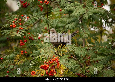 Amsel Turdus Merula (Turdidae) ernähren sich von Beeren auf ein Rowan. Sorbus Aucuparia Rosengewächse Stockfoto