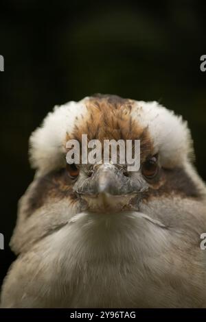 Porträt eines lachenden Kookaburra, dacelo novaeguineae, mit großem Schnabel. Blaugeflügelte Kookaburra. Australien. Stockfoto