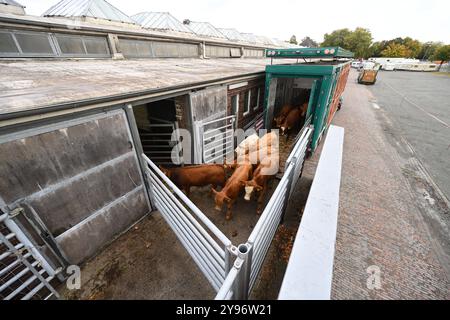 Europas größter Viehmarkt gestartet. Mit dem Galli-Viehmarkt beginnt in leer Ostfriesland traditionell der Gallimarkt. Viehhändler treiben in der Ostfrieslandhalle ihre Tiere auf. Leer Niedersachsen Deutschland *** Europas größter Viehmarkt startet der Galli-Viehmarkt beginnt traditionell in leer Ostfriesland Viehhändler treiben ihre Tiere in der Ostfrieslandhalle leer Niedersachsen Deutschland Copyright: Xdiebildwerftx Stockfoto