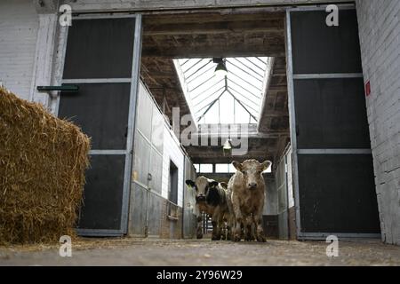 Europas größter Viehmarkt gestartet. Mit dem Galli-Viehmarkt beginnt in leer Ostfriesland traditionell der Gallimarkt. Viehhändler treiben in der Ostfrieslandhalle ihre Tiere auf. Leer Niedersachsen Deutschland *** Europas größter Viehmarkt startet der Galli-Viehmarkt beginnt traditionell in leer Ostfriesland Viehhändler treiben ihre Tiere in der Ostfrieslandhalle leer Niedersachsen Deutschland Copyright: Xdiebildwerftx Stockfoto