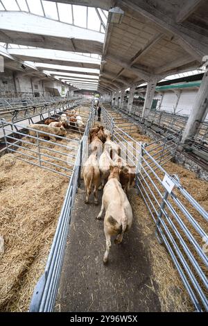 Europas größter Viehmarkt gestartet. Mit dem Galli-Viehmarkt beginnt in leer Ostfriesland traditionell der Gallimarkt. Viehhändler treiben in der Ostfrieslandhalle ihre Tiere auf. Leer Niedersachsen Deutschland *** Europas größter Viehmarkt startet der Galli-Viehmarkt beginnt traditionell in leer Ostfriesland Viehhändler treiben ihre Tiere in der Ostfrieslandhalle leer Niedersachsen Deutschland Copyright: Xdiebildwerftx Stockfoto