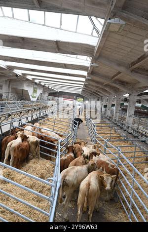 Europas größter Viehmarkt gestartet. Mit dem Galli-Viehmarkt beginnt in leer Ostfriesland traditionell der Gallimarkt. Viehhändler treiben in der Ostfrieslandhalle ihre Tiere auf. Leer Niedersachsen Deutschland *** Europas größter Viehmarkt startet der Galli-Viehmarkt beginnt traditionell in leer Ostfriesland Viehhändler treiben ihre Tiere in der Ostfrieslandhalle leer Niedersachsen Deutschland Copyright: Xdiebildwerftx Stockfoto