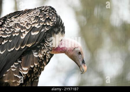 Seitenporträt eines Falkengeiers. Vogel in Nahaufnahme. Gyps rueppelli. Rüppellscher Geier. Stockfoto