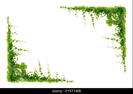 Rebrahmenblatt-Isolate auf weißem Hintergrund Stockfoto