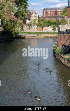 Reading Abbey Ruins, Reading, Berkshire, England, Großbritannien, Blick über den Fluss Kennet. Ruinierte Abtei, die 1121 von Heinrich I. gegründet wurde Stockfoto