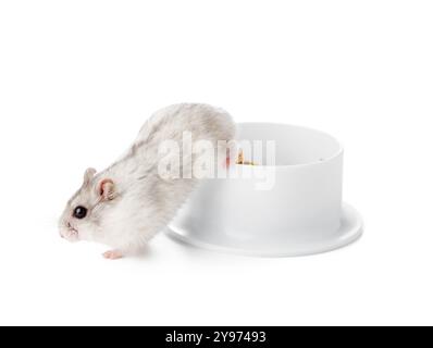 Ein neugieriger Hamster steht aufrecht neben einer sauberen weißen Schüssel in einer minimalistischen Inneneinrichtung Stockfoto