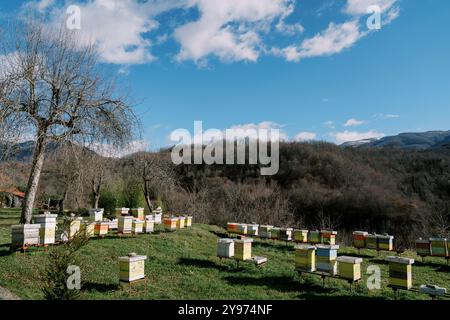 Bienenhaus mit bunten Holzbienenstöcken auf einem grünen Rasen am Fuße der Berge Stockfoto