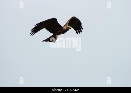 Ein schwarzer Drachen mit Gelbschnabel, der im Flug schwingt und seine anmutige Flügelspannweite und scharfen Merkmale vor einem klaren Himmel zeigt, was Freiheit und Natur symbolisiert Stockfoto