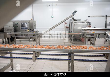 Saint-Fulgent (Mittelwestfrankreich): Lohmann France, eine Tochtergesellschaft der EW-Gruppe, führend im Schlüpfen und Vertrieb von Eintagsküken für reari Stockfoto