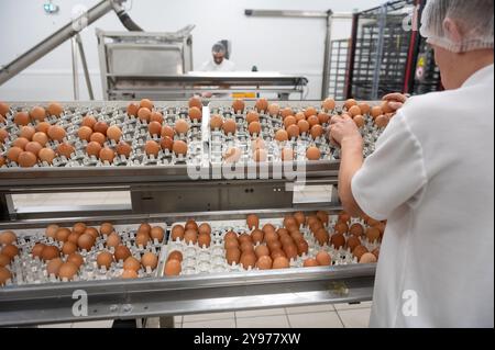 Saint-Fulgent (Mittelwestfrankreich): Lohmann France, eine Tochtergesellschaft der EW-Gruppe, führend im Schlüpfen und Vertrieb von Eintagsküken für reari Stockfoto