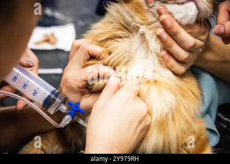 DORDRECHT - Cat Herman in einer Tierklinik während eines Blutspendetages für Hunde und Katzen. In den Niederlanden herrscht ein großer Mangel an Tierblut. Deshalb halten Tierärzte in den Haag und Rotterdam spezielle Blutspendetage ab. ANP JEFFREY GROENEWEG niederlande Out - belgien Out Stockfoto