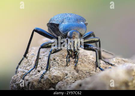 Eine detaillierte Makroaufnahme des Carabus coriaceus-Käfers mit seinem strukturierten, schwarzen Exoskelett Stockfoto