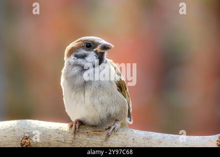 Nahaufnahme eines jungen männlichen Sperlings auf einem Ast, weiche Federn detailliert (Passer montanus) Stockfoto