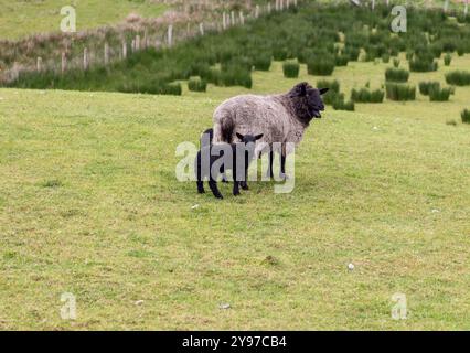 Ein Schaf mit zwei schwarzen Lämmern steht auf einem grasbewachsenen Hügel in Connemara, Irland. Die Schafe weiden auf üppig grünem Gras, das den ländlichen Pastor repräsentiert Stockfoto