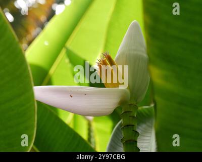 Weiße Blume von Zierbananenpflanze, Nahaufnahme mit grünem Laub. Musa ornata, blühende Banane Stockfoto